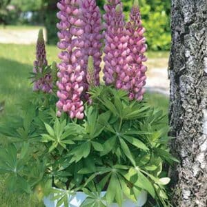 maison-fleurs-vivaces-lupinus-mini-gallery-rose