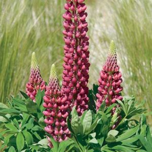 maison-fleurs-vivaces-lupinus-mini-gallery-rouge
