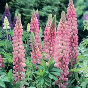 maison-fleurs-vivaces-lupinus-russell-rose