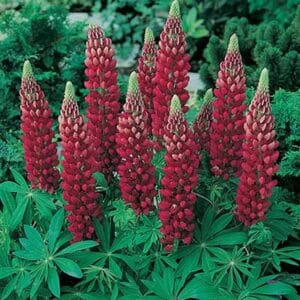 maison-fleurs-vivaces-lupinus-russell-rouge