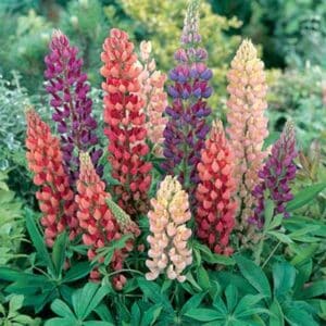 maison-fleurs-vivaces-lupinus-tutti-frutti