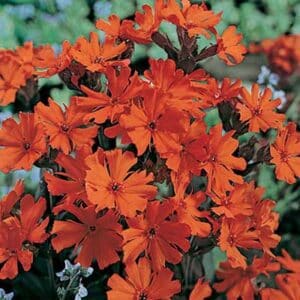 maison-fleurs-vivaces-lychnis-arkwrightii-vesuvius