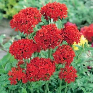 maison-fleurs-vivaces-lychnis-chalcedonica