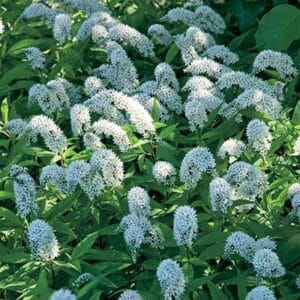 maison-fleurs-vivaces-lysimachia-clethroides