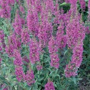 maison-fleurs-vivaces-lythrum-salicaria-robert