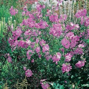 maison-fleurs-vivaces-malva-moschata-rosea