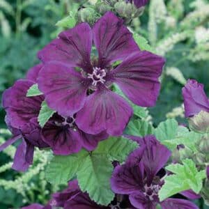 maison-fleurs-vivaces-malva-sylvestris-ssp-mauritiana