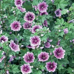 maison-fleurs-vivaces-malva-sylvestris-zebrina
