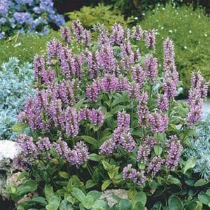 maison-fleurs-vivaces-nepeta-nervosa-pink-cat