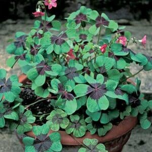maison-fleurs-vivaces-oxalis-tetraphylla-iron-cross