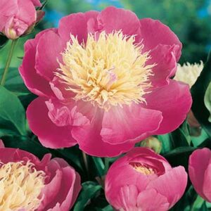 maison-fleurs-vivaces-paeonia-bowl-of-beauty