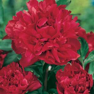 maison-fleurs-vivaces-paeonia-karl-rosenfield