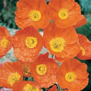 maison-fleurs-vivaces-papaver-nudicaule-champagne-bubbles-orange