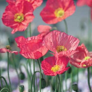 maison-fleurs-vivaces-papaver-nudicaule-champagne-bubbles-pink