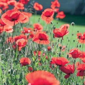 maison-fleurs-vivaces-papaver-nudicaule-champagne-bubbles-red