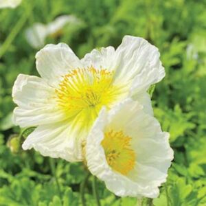 maison-fleurs-vivaces-papaver-nudicaule-champagne-bubbles-white