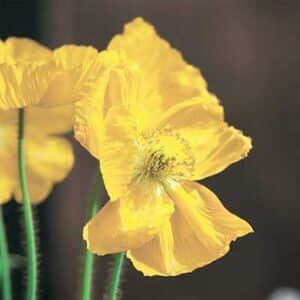 maison-fleurs-vivaces-papaver-nudicaule-champagne-bubbles-yellow