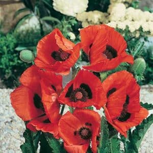 maison-fleurs-vivaces-papaver-orientale-allegro