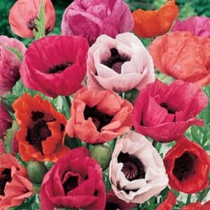 maison-fleurs-vivaces-papaver-orientale-pizzicato