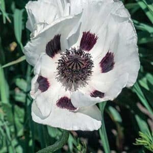 maison-fleurs-vivaces-papaver-orientale-royal-wedding