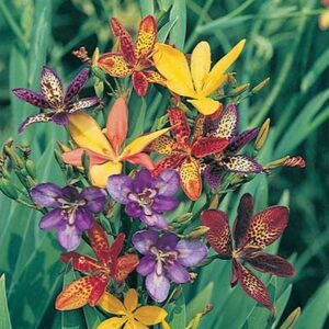 maison-fleurs-vivaces-pardancanda-norrisii