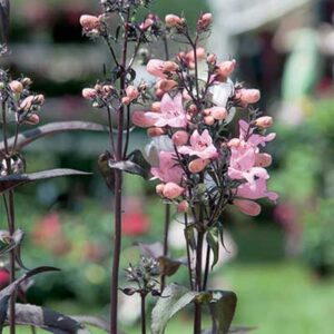 maison-fleurs-vivaces-penstemon-dark-towers