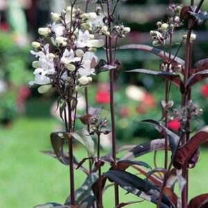 maison-fleurs-vivaces-penstemon-digitalis-husker-red