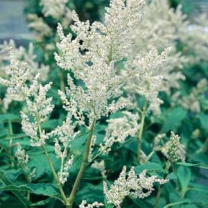maison-fleurs-vivaces-persicaria-polymorpha