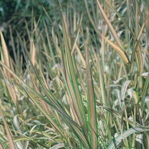 maison-fleurs-vivaces-phalaris-arundinacea-feesey