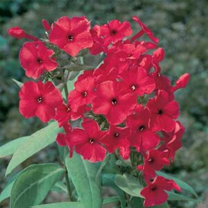 maison-fleurs-vivaces-phlox-paniculata-flame-red
