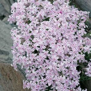 maison-fleurs-vivaces-phlox-subulata-candy-stripes