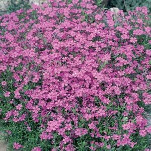 maison-fleurs-vivaces-phlox-subulata-rose