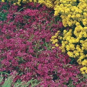 maison-fleurs-vivaces-phlox-subulata-rouge
