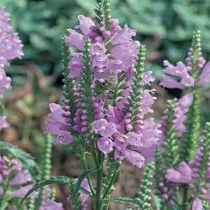maison-fleurs-vivaces-physostegia-virginiana-bouquet-rose
