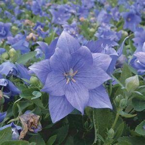 maison-fleurs-vivaces-platycodon-grandiflorus-astra-double-blue