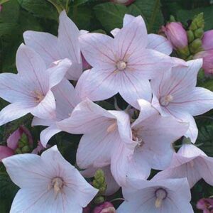 maison-fleurs-vivaces-platycodon-grandiflorus-astra-pink