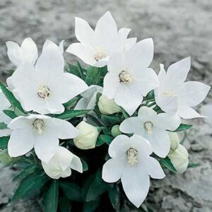 maison-fleurs-vivaces-platycodon-grandiflorus-astra-semi-doublewhite
