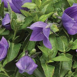 maison-fleurs-vivaces-platycodon-grandiflorus-twinkle-blue