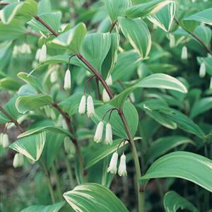 maison-fleurs-vivaces-polygonatum-hybridum-variegatum