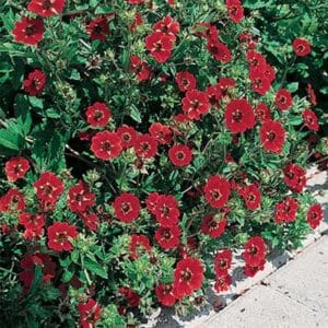 maison-fleurs-vivaces-potentilla-gibsons-scarlet