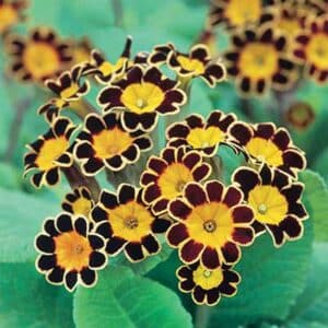 maison-fleurs-vivaces-primula-polyantha-gold-lace
