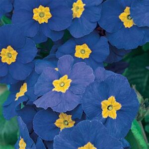 maison-fleurs-vivaces-primula-polyantha-pacific-giant-blue