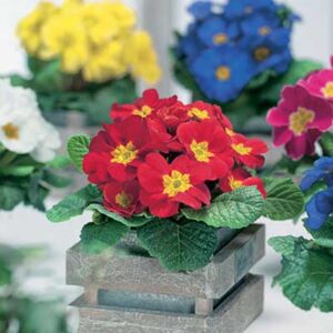 maison-fleurs-vivaces-primula-polyantha-pacific-giant-fire