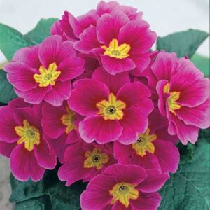 maison-fleurs-vivaces-primula-polyantha-pacific-giant-pink