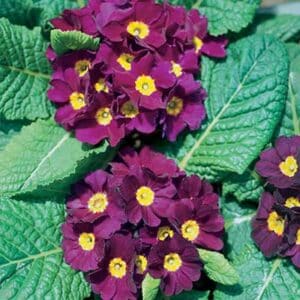 maison-fleurs-vivaces-primula-polyantha-pacific-giant-purple