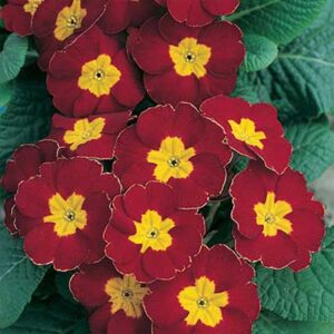 maison-fleurs-vivaces-primula-polyantha-pacific-giant-red