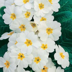 maison-fleurs-vivaces-primula-polyantha-pacific-giant-white