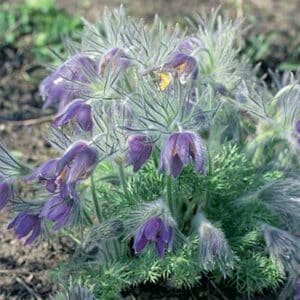 maison-fleurs-vivaces-pulsatilla-vulgaris