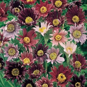 maison-fleurs-vivaces-pulsatilla-vulgaris-papageno