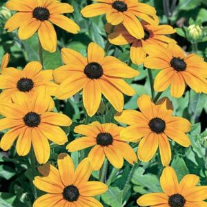 maison-fleurs-vivaces-rudbeckia-hirta-indian-summer